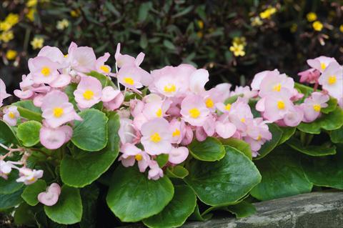 Photo de variété de fleurs à utiliser comme: Pot et Plante à massif Begonia semperflorens Sprint Appleblossom