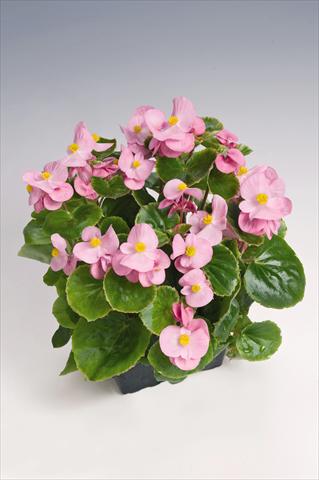 Photo de variété de fleurs à utiliser comme: Pot et Plante à massif Begonia semperflorens Super Olympia® Pink Improved