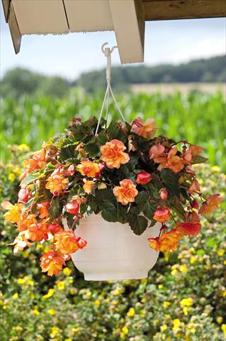 Photo de variété de fleurs à utiliser comme: Pot, patio, Suspension Begonia tuberhybrida Illumination® Golden Picotee