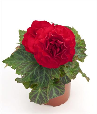 Photo de variété de fleurs à utiliser comme: Pot, Plante à massif, patio Begonia tuberhybrida New Star® Red