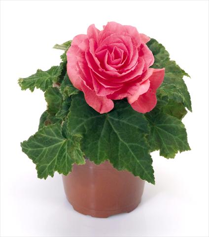 Photo de variété de fleurs à utiliser comme: Pot, Plante à massif, patio Begonia tuberhybrida New Star® Rose