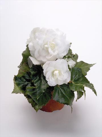 Photo de variété de fleurs à utiliser comme: Pot, Plante à massif, patio Begonia tuberhybrida New Star® White