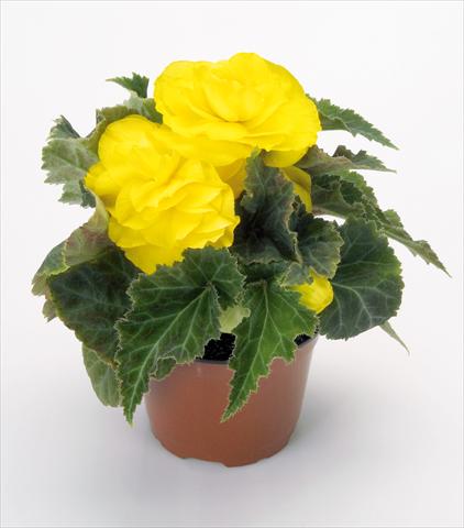 Photo de variété de fleurs à utiliser comme: Pot, Plante à massif, patio Begonia tuberhybrida New Star® Yellow