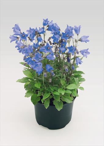 Photo de variété de fleurs à utiliser comme: Pot Campanula cochleariifolia Alpine Breeze Blue