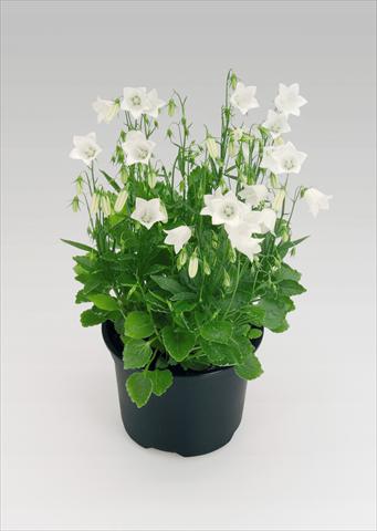 Photo de variété de fleurs à utiliser comme: Pot Campanula cochleariifolia Alpine Breeze White