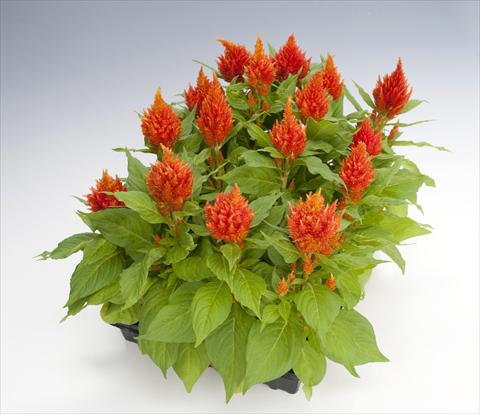 Photo de variété de fleurs à utiliser comme: Pot Celosia plumosa Glorious Orange