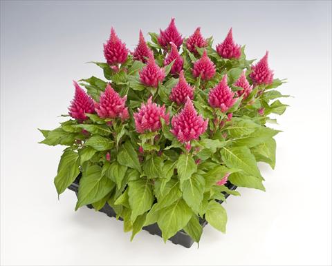 Photo de variété de fleurs à utiliser comme: Pot Celosia plumosa Glorious Pink