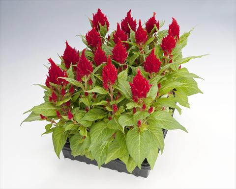 Photo de variété de fleurs à utiliser comme: Pot Celosia plumosa Glorious Red