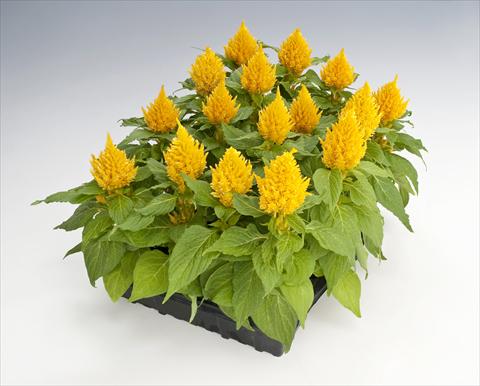 Photo de variété de fleurs à utiliser comme: Pot Celosia plumosa Glorious Yellow