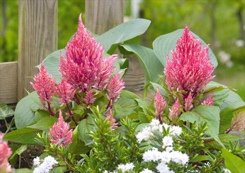 Photo de variété de fleurs à utiliser comme: Pot Celosia plumosa Smart Look Romantica