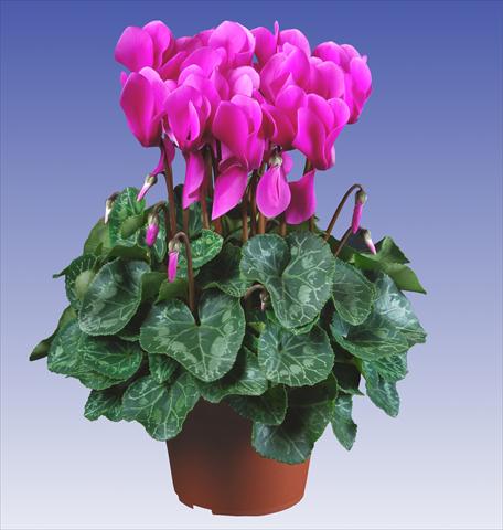 Photo de variété de fleurs à utiliser comme: Pot et Plante à massif Cyclamen persicum Super Serie® Allure® F1 Light Violet