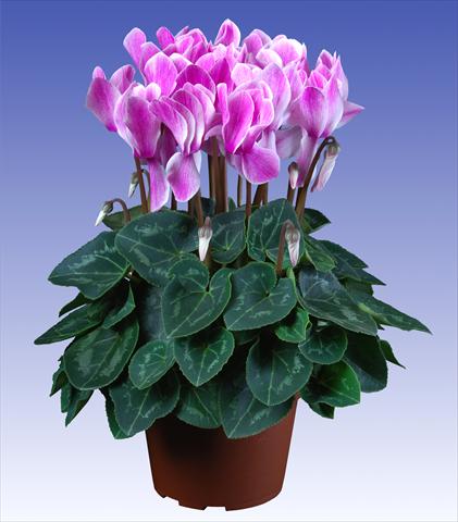 Photo de variété de fleurs à utiliser comme: Pot et Plante à massif Cyclamen persicum Super Serie® Allure® F1 Violet Flamed