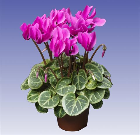 Photo de variété de fleurs à utiliser comme: Pot et Plante à massif Cyclamen persicum Super Serie® Da Vinci® F1 Light Violet