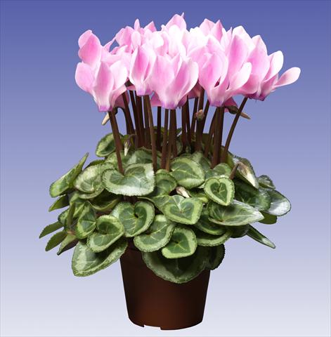 Photo de variété de fleurs à utiliser comme: Pot et Plante à massif Cyclamen persicum Super Serie® Da Vinci® F1 Neon Flamed