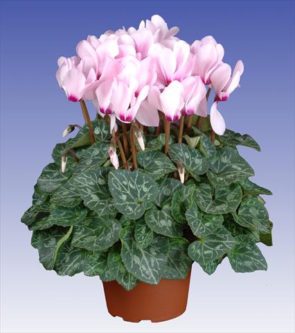 Photo de variété de fleurs à utiliser comme: Pot et Plante à massif Cyclamen persicum Super Serie® Macro™ F1 Light with Eye