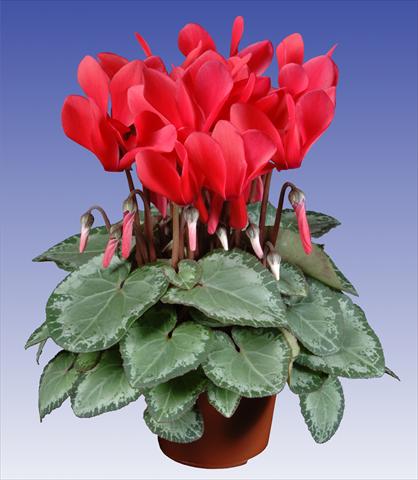 Photo de variété de fleurs à utiliser comme: Pot et Plante à massif Cyclamen persicum Super Serie® Michelangelo® F1 Dark Salmon Pink