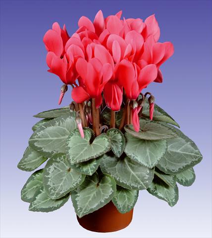 Photo de variété de fleurs à utiliser comme: Pot et Plante à massif Cyclamen persicum Super Serie® Michelangelo® F1 Light Salmon Pink