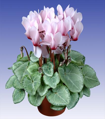 Photo de variété de fleurs à utiliser comme: Pot et Plante à massif Cyclamen persicum Super Serie® Michelangelo® F1 Light with Eye