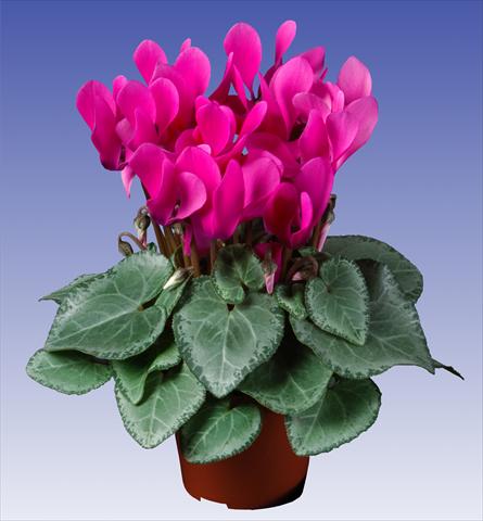Photo de variété de fleurs à utiliser comme: Pot et Plante à massif Cyclamen persicum Super Serie® Michelangelo® F1 Neon Pink