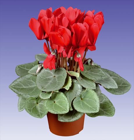 Photo de variété de fleurs à utiliser comme: Pot et Plante à massif Cyclamen persicum Super Serie® Michelangelo® F1 Red