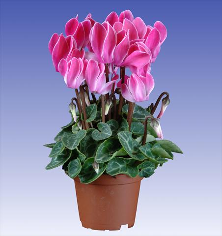 Photo de variété de fleurs à utiliser comme: Pot et Plante à massif Cyclamen persicum Super Serie® Micro® F1 Wine Red Flamed
