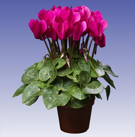 Photo de variété de fleurs à utiliser comme: Pot et Plante à massif Cyclamen persicum Super Serie® Mini Winter™ F1 Deep Dark Violet