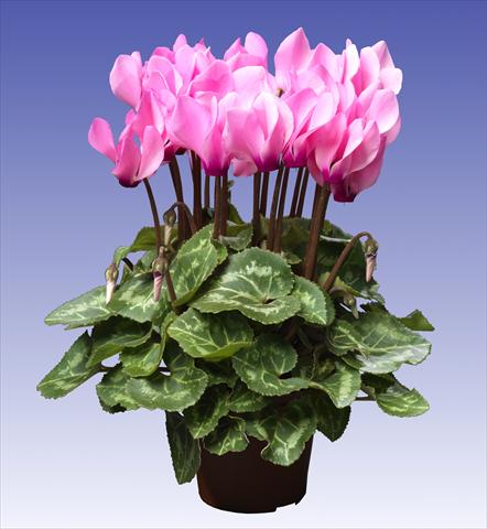 Photo de variété de fleurs à utiliser comme: Pot et Plante à massif Cyclamen persicum Super Serie® Mini Winter™ F1 Light Neon Pink