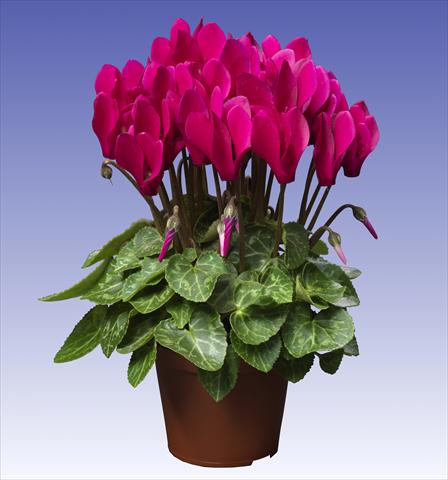 Photo de variété de fleurs à utiliser comme: Pot et Plante à massif Cyclamen persicum Super Serie® Verano® F1 Deep Dark Violet
