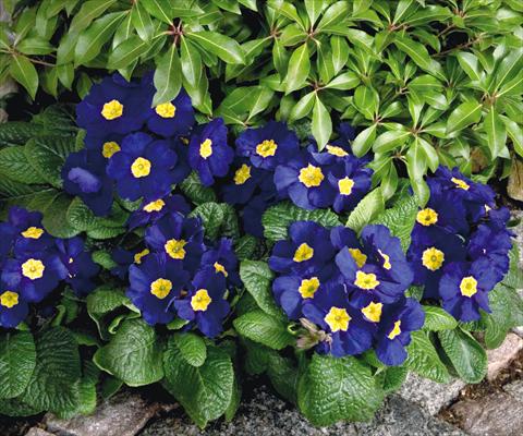 Photo de variété de fleurs à utiliser comme: Pot et Plante à massif Primula elatior Piano Blue