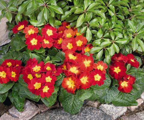 Photo de variété de fleurs à utiliser comme: Pot et Plante à massif Primula elatior Piano Fire
