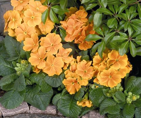 Photo de variété de fleurs à utiliser comme: Pot et Plante à massif Primula elatior Piano Orange