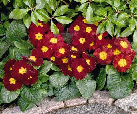 Photo de variété de fleurs à utiliser comme: Pot et Plante à massif Primula elatior Piano Red