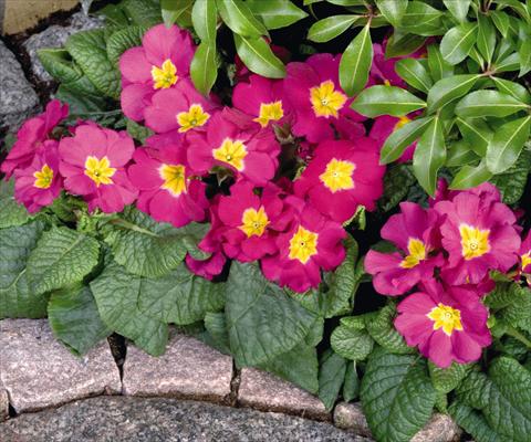 Photo de variété de fleurs à utiliser comme: Pot et Plante à massif Primula elatior Piano Rose