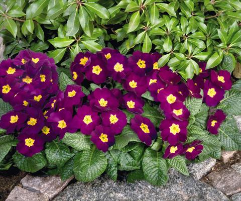 Photo de variété de fleurs à utiliser comme: Pot et Plante à massif Primula elatior Piano Violet