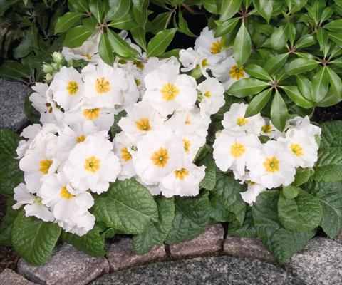 Photo de variété de fleurs à utiliser comme: Pot et Plante à massif Primula elatior Piano White