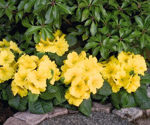Photo de variété de fleurs à utiliser comme: Pot et Plante à massif Primula elatior Piano Yellow