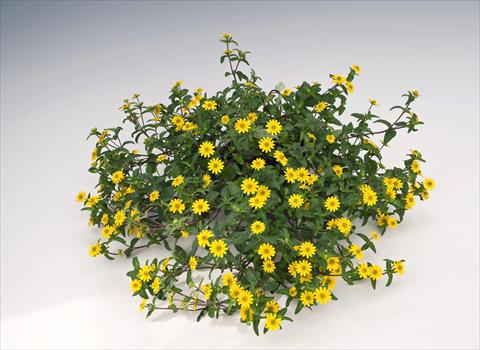 Photo de variété de fleurs à utiliser comme: Pot, Plante à massif, patio, Suspension Sanvitalia speciosa Million Suns