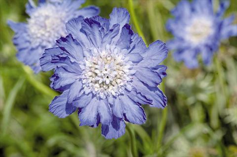 Photo de variété de fleurs à utiliser comme: Pot et Plante à massif Scabiosa caucasica Fama® Deep Blue