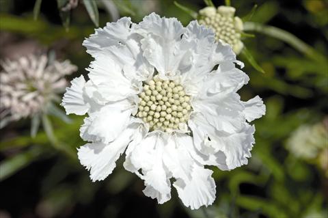 Photo de variété de fleurs à utiliser comme: Pot et Plante à massif Scabiosa caucasica Fama® White
