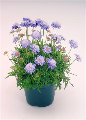 Photo de variété de fleurs à utiliser comme: Pot et Plante à massif Scabiosa japonica Ritz Blue Improved