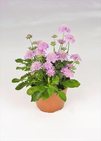 Photo de variété de fleurs à utiliser comme: Pot et Plante à massif Scabiosa japonica Ritz Rose