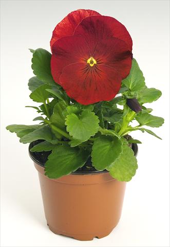 Photo de variété de fleurs à utiliser comme: Pot et Plante à massif Viola wittrockiana Inspire® Scarlet
