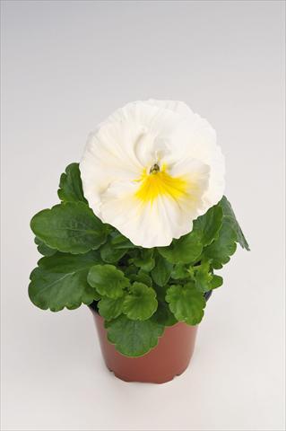 Photo de variété de fleurs à utiliser comme: Pot et Plante à massif Viola wittrockiana Thriller® Primrose