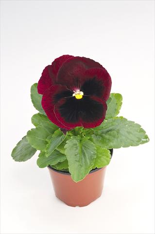 Photo de variété de fleurs à utiliser comme: Pot et Plante à massif Viola wittrockiana Thriller® Red with Blotch