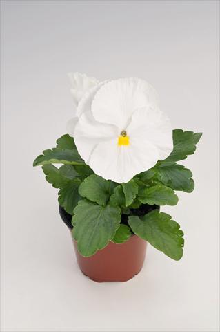Photo de variété de fleurs à utiliser comme: Pot et Plante à massif Viola wittrockiana Thriller® White
