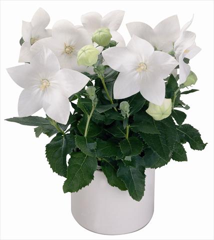 Photo de variété de fleurs à utiliser comme: Pot et Plante à massif Platycodon Astra White