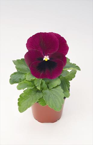Photo de variété de fleurs à utiliser comme: Pot et Plante à massif Viola wittrockiana Thriller® Wine