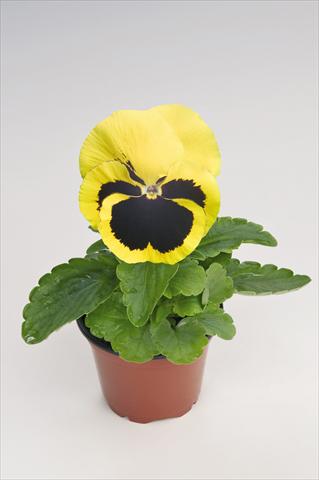 Photo de variété de fleurs à utiliser comme: Pot et Plante à massif Viola wittrockiana Thriller® Yellow with Blotch