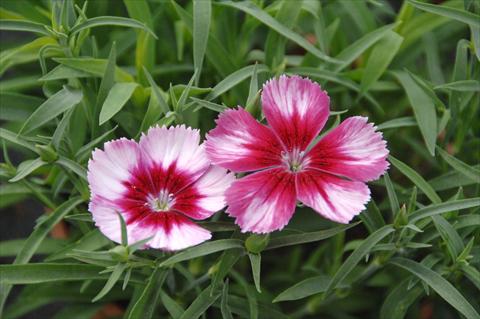 Photo de variété de fleurs à utiliser comme: Pot et Plante à massif Dianthus Venti Parfeit Crimson Eye