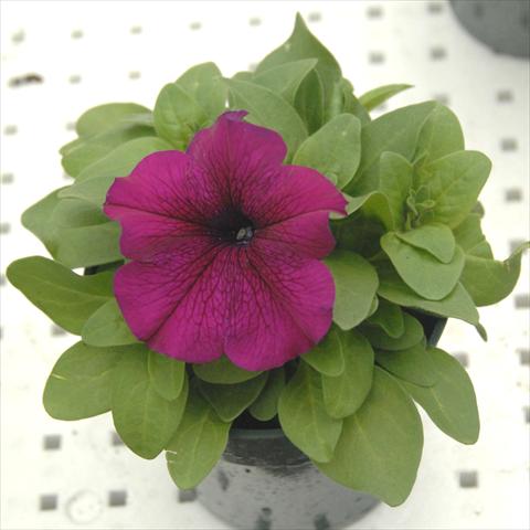 Photo de variété de fleurs à utiliser comme: Pot, Plante à massif, patio, Suspension Petunia Compatta Burgundy